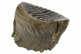 Fossil Woolly Mammoth Molar - Nice Preservation #235035-3